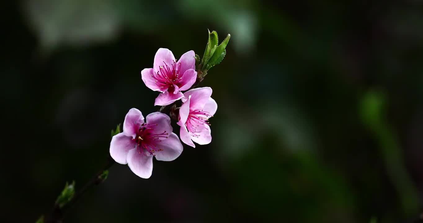 春天的桃花，盛开的花朵充满春天的气息视频素材