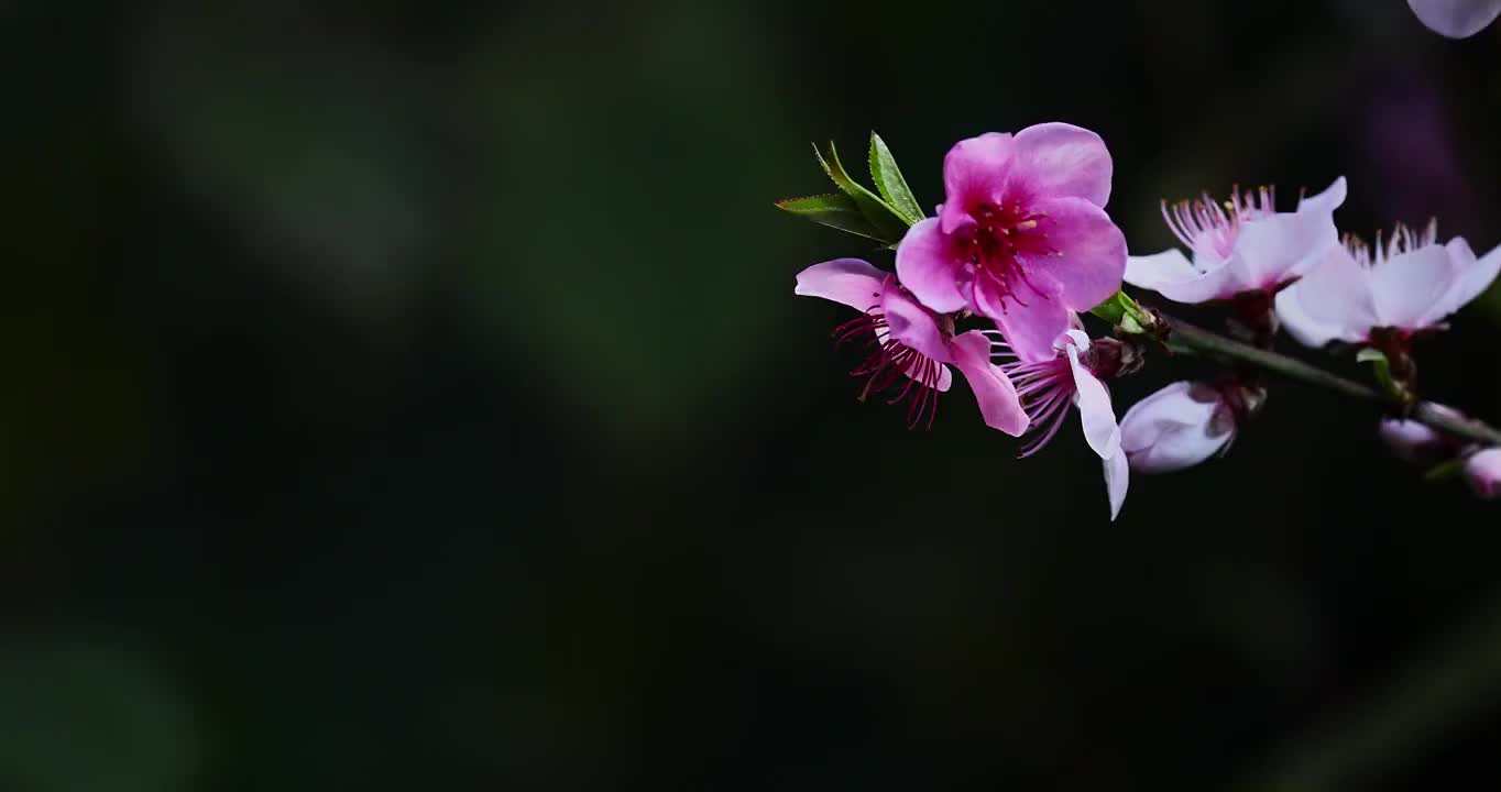 春天的桃花，盛开的花朵充满春天的气息视频素材