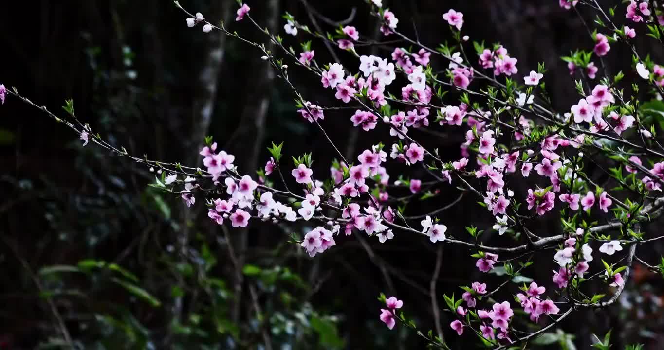 春天的桃花，粉色的桃花在暗背景视频素材