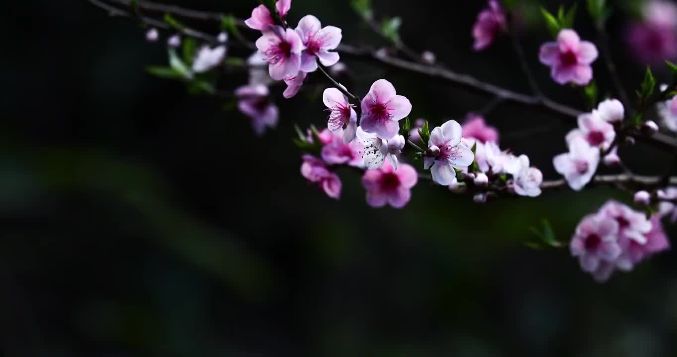 春天的桃花，粉色的桃花在暗背景视频素材