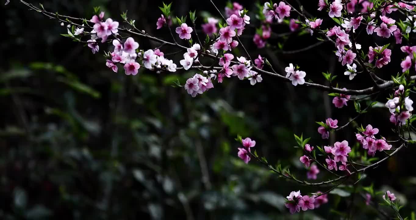 春天的桃花，粉色的桃花在暗背景视频素材