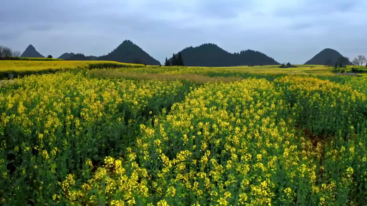 春天的油菜花，航拍罗平油菜花海视频素材