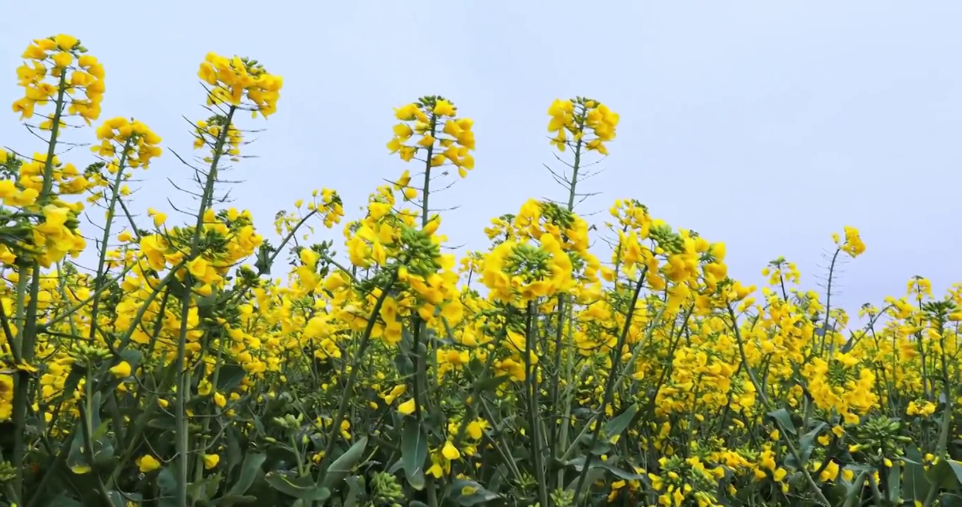 油菜花视频素材