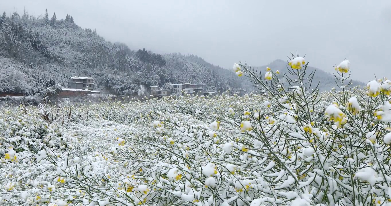 雪中的油菜花，冬春交替的季节，春天的花朵与冬雪视频素材