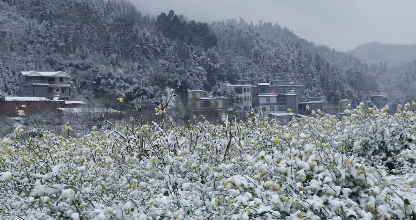 雪中的油菜花，冬春交替的季节，春天的花朵与冬雪视频素材