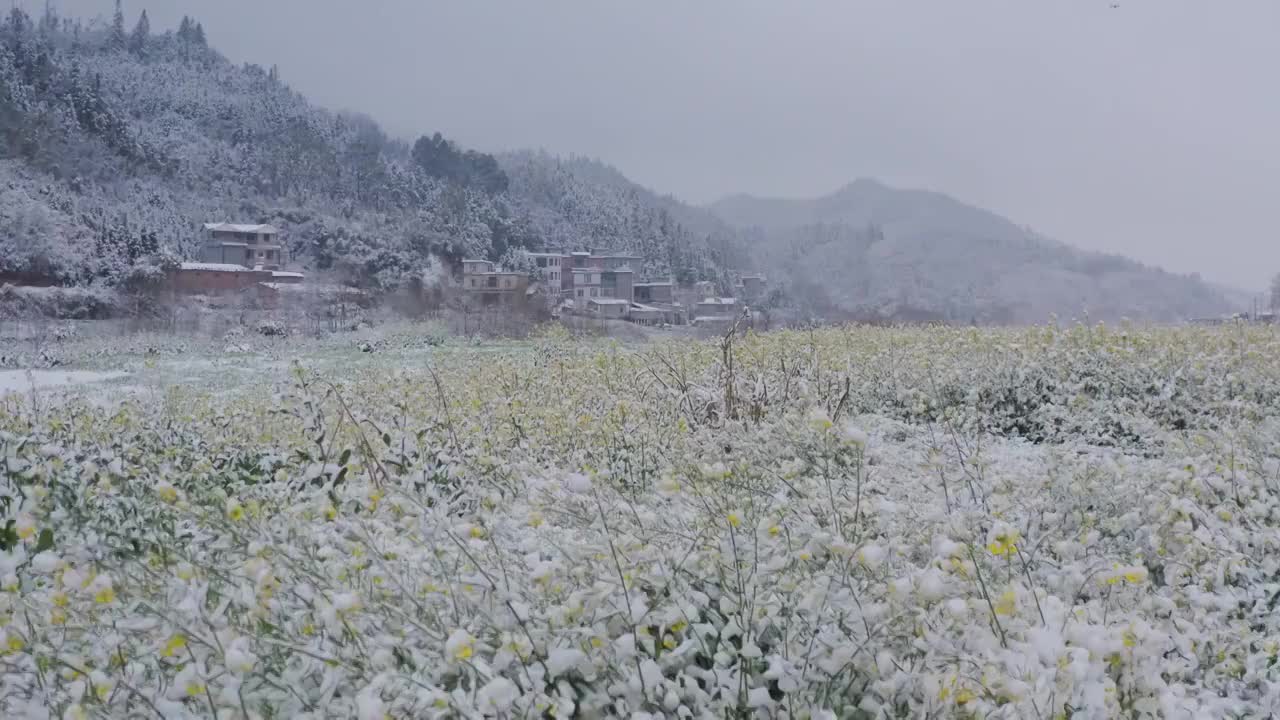 积雪覆盖的油菜花，雪后的油菜花田地视频素材