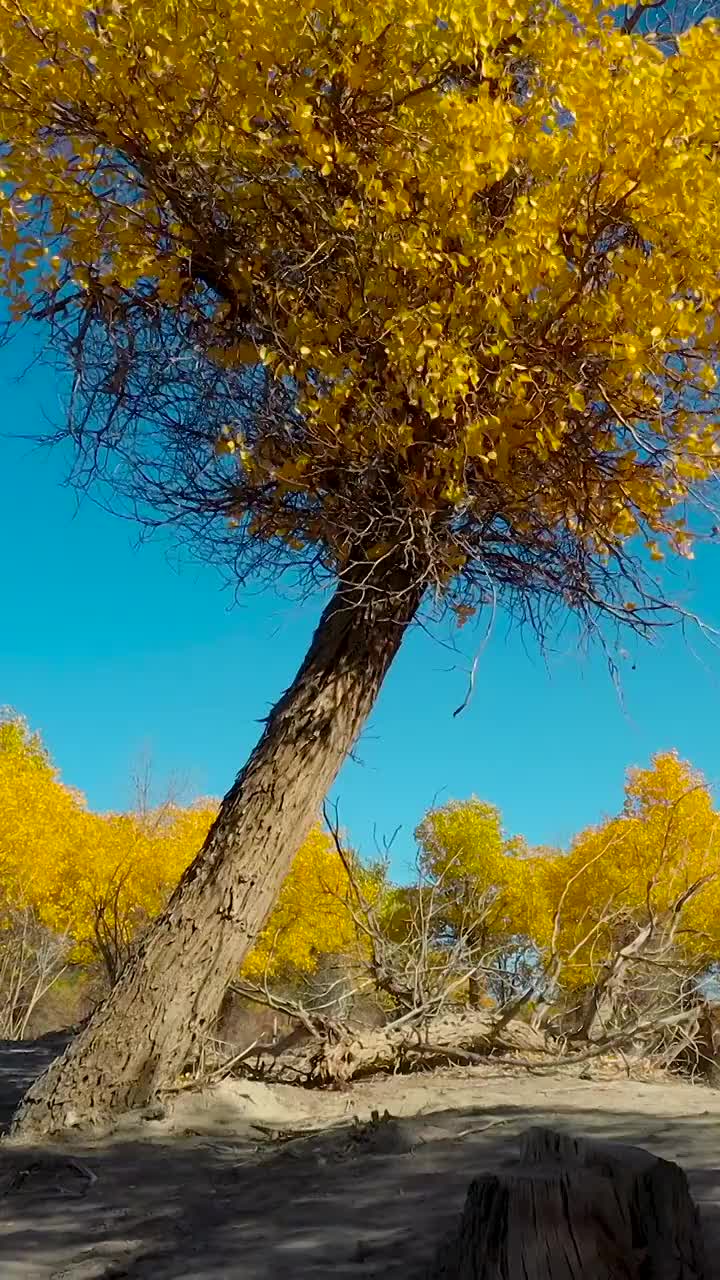 秋天的胡杨林，额济纳胡杨林秋日的风光视频素材