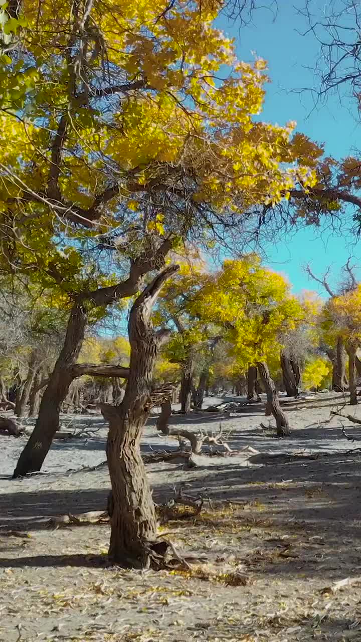 秋天的胡杨林，额济纳胡杨林秋日的风光视频素材