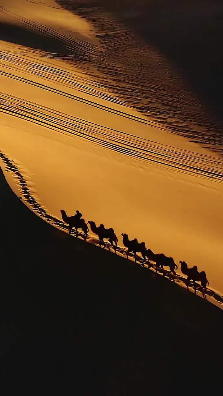 日落时，沙漠中的骆驼；金色的沙丘与晚霞视频素材