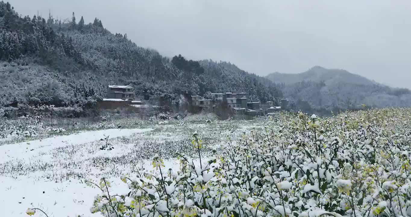 雪后的油菜花，冬春交替的季节视频素材