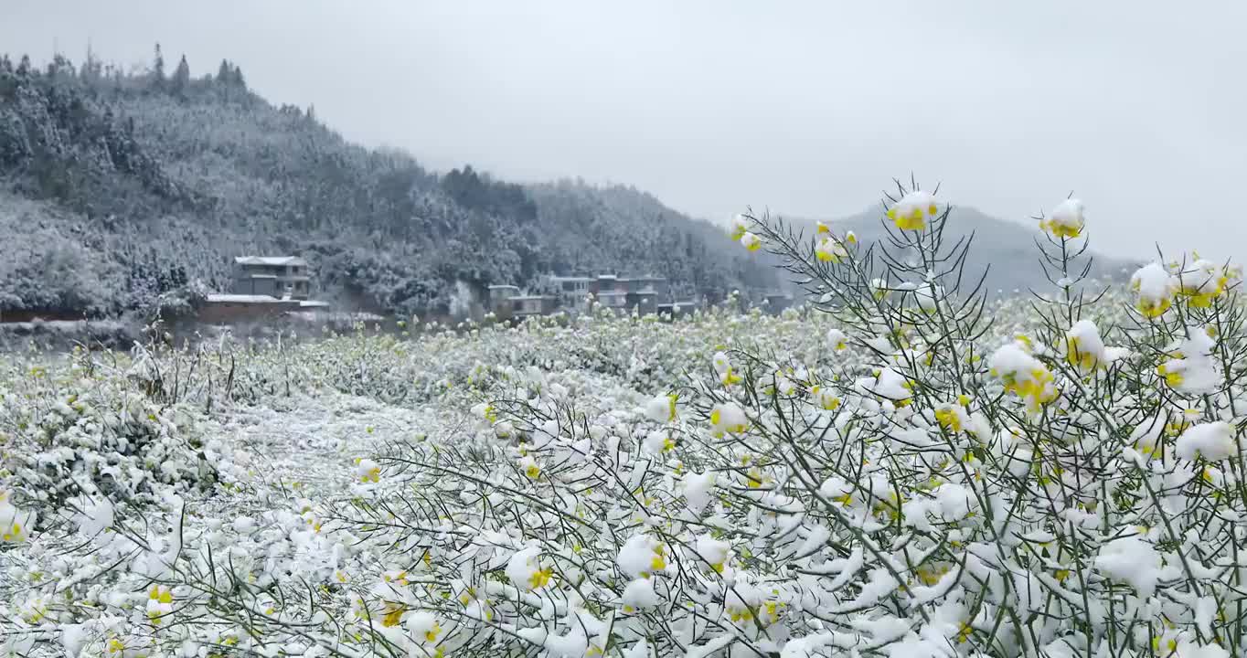 雪后的油菜花，冬春交替的季节视频素材