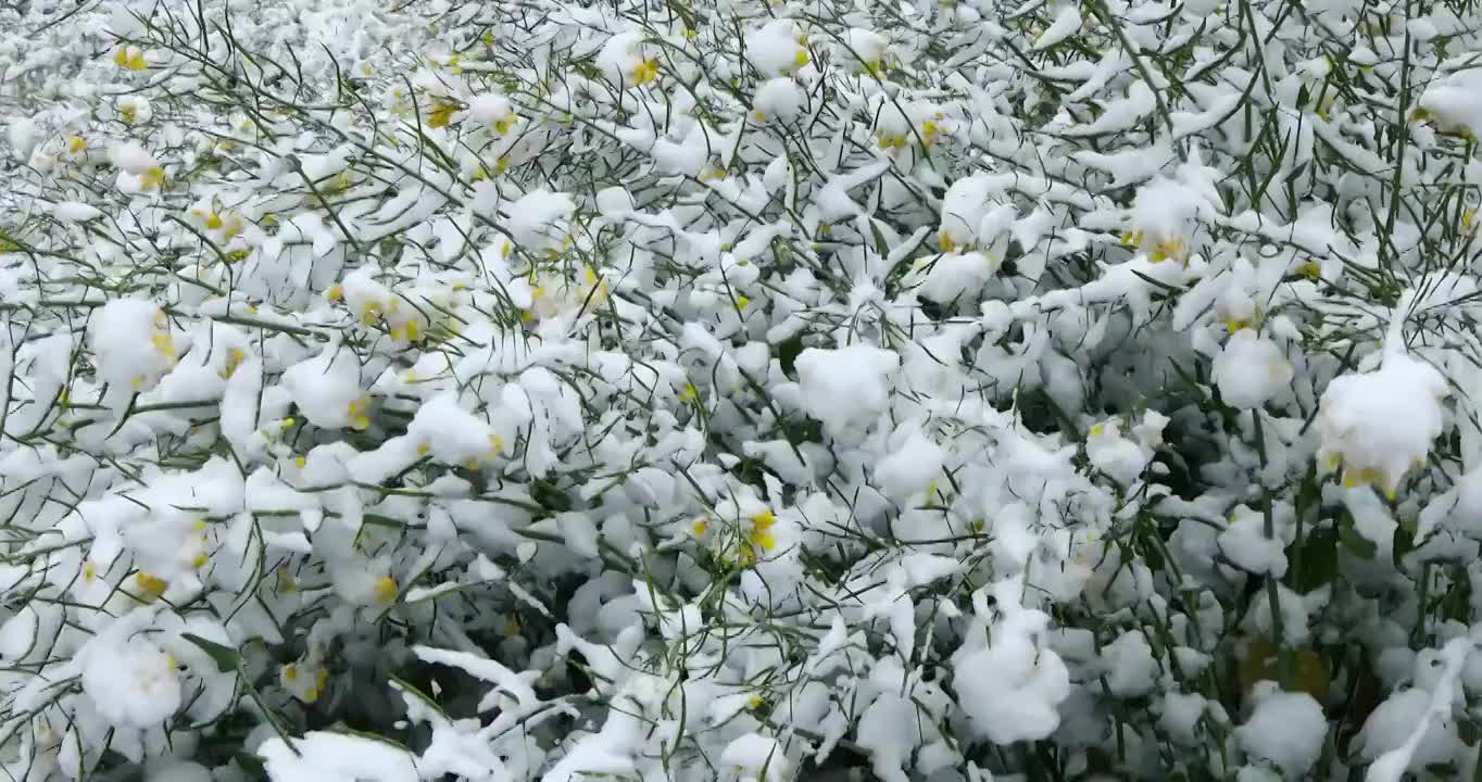 雪后的油菜花，冬春交替的季节视频素材