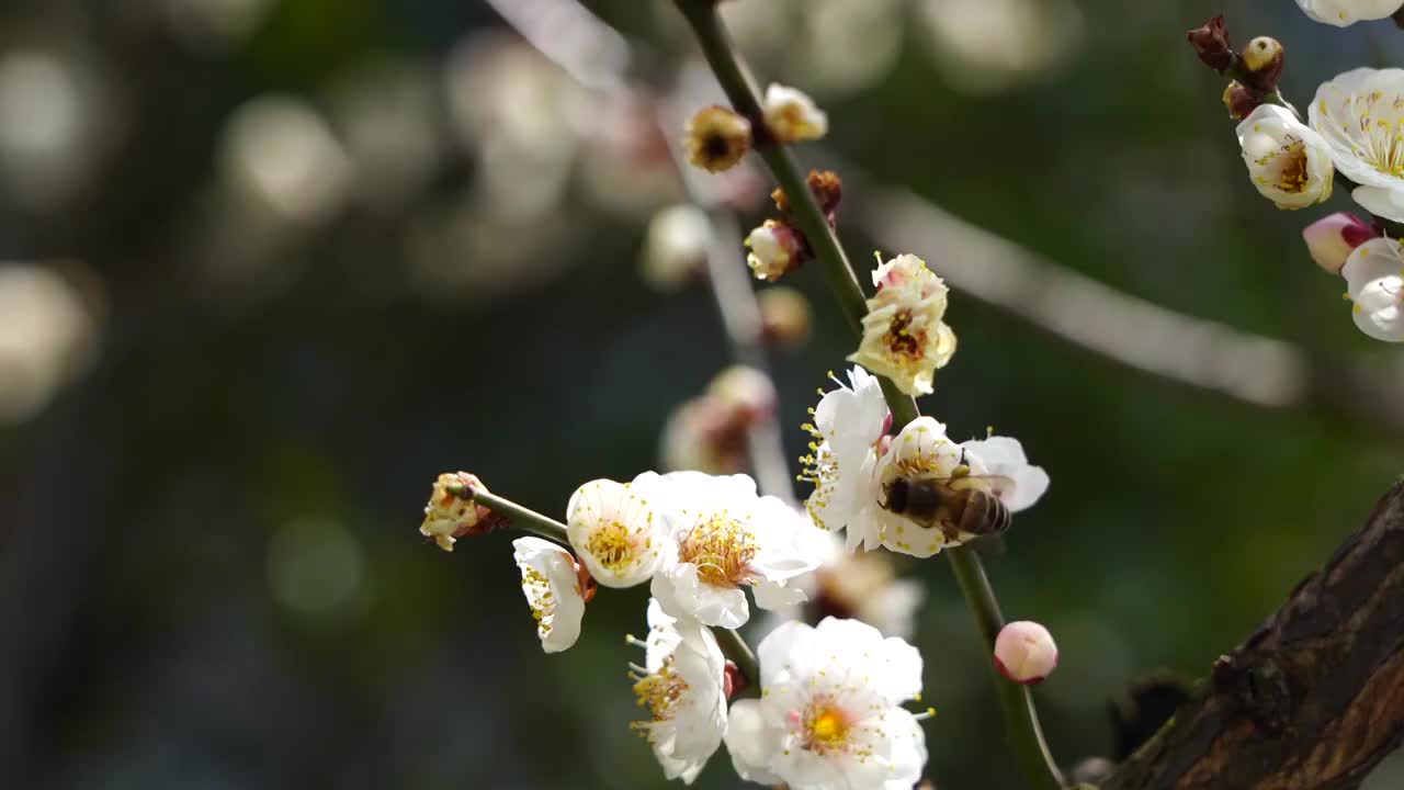 春天在梅花上采蜜的蜜蜂视频素材