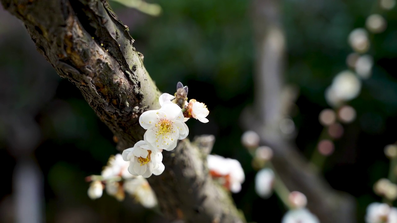 春季梅花开放，蜜蜂在梅花丛中授粉采蜜视频素材