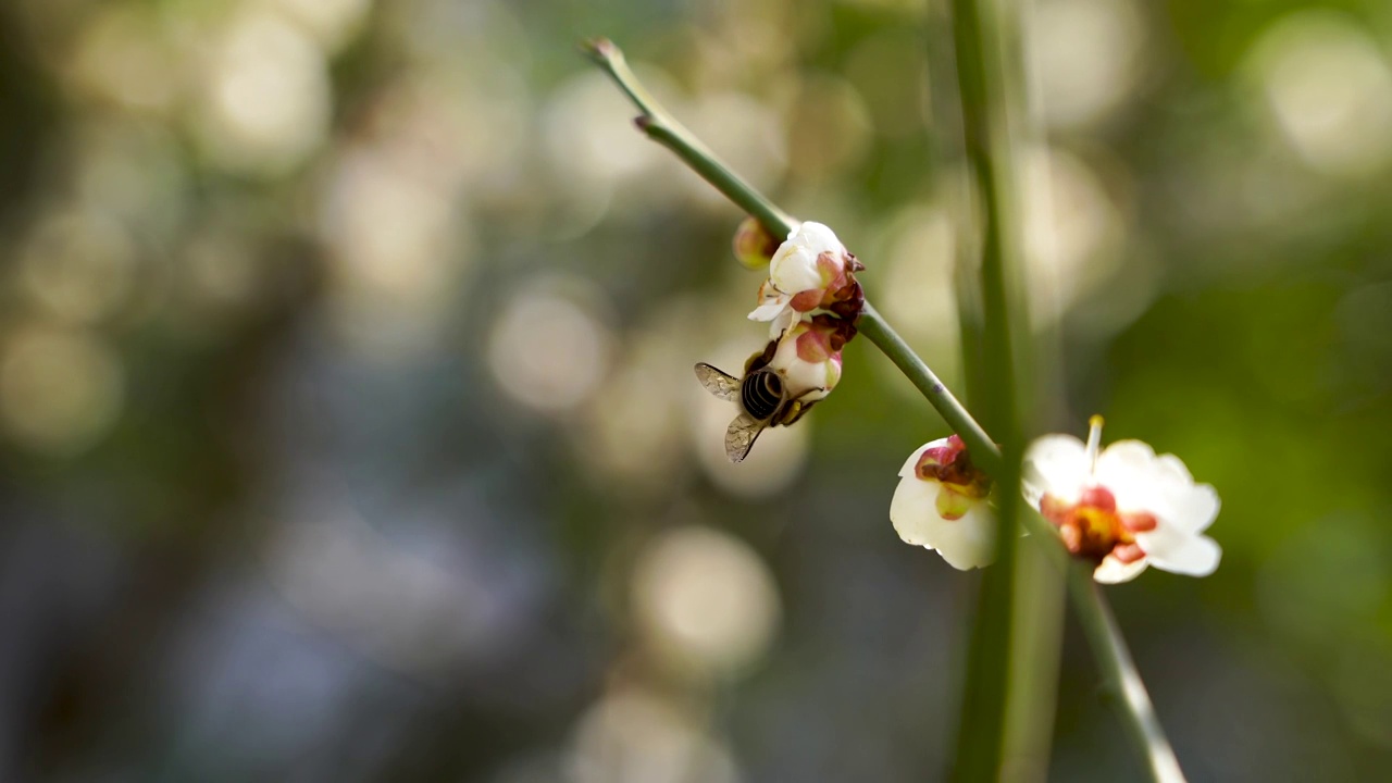 春季蜜蜂在梅花花瓣上采蜜视频素材