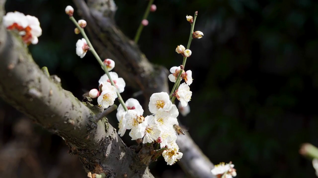 春天梅花盛开，蜜蜂采蜜忙视频素材