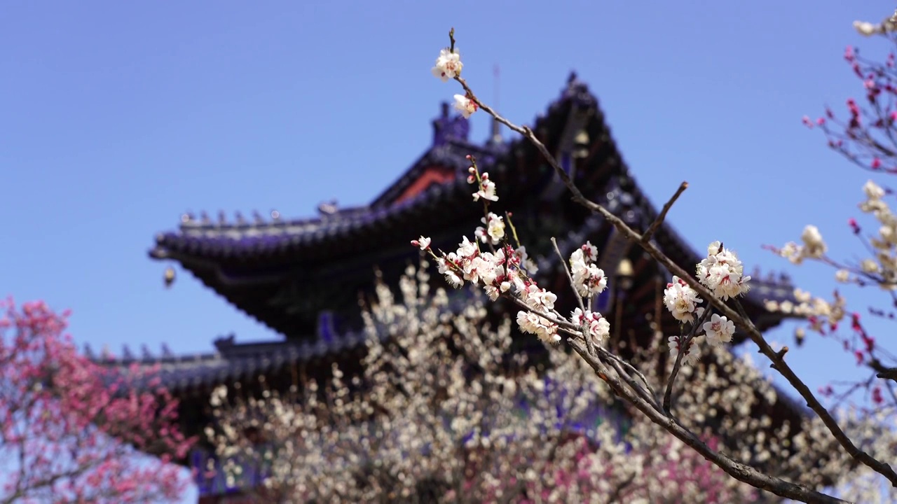 春天江苏南京梅花山，梅花树盛开视频素材