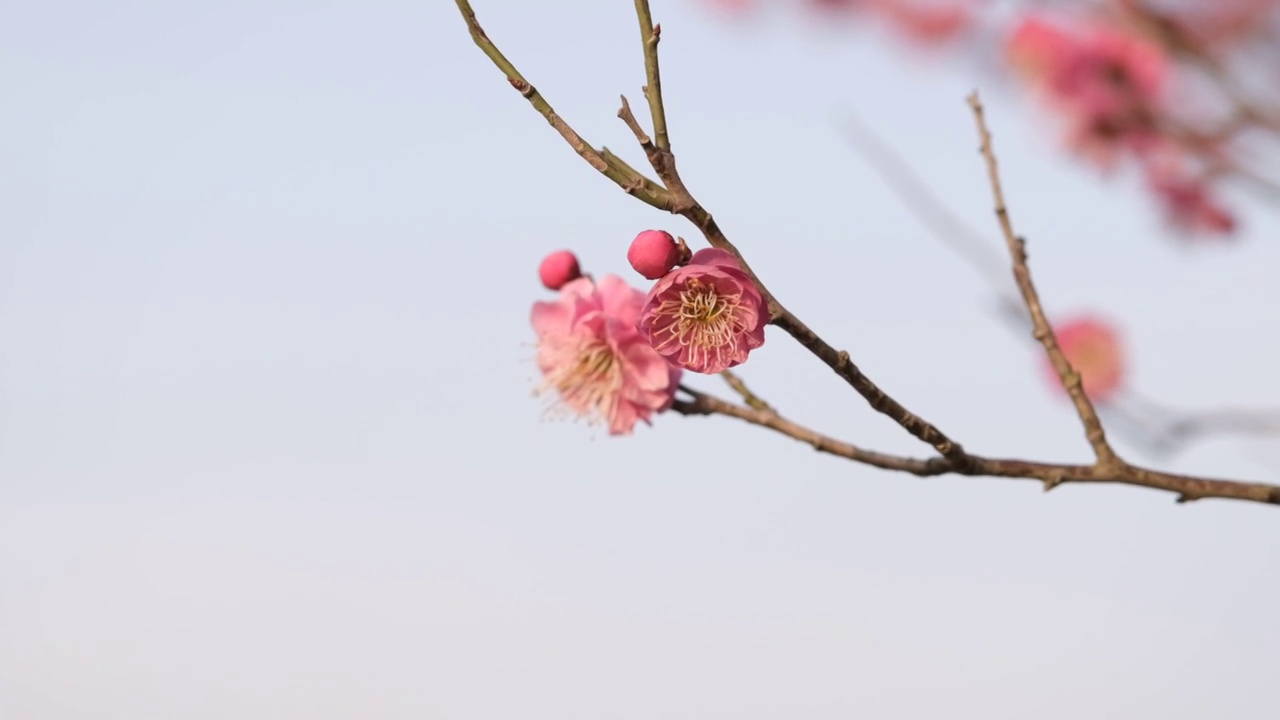 宫粉梅枝头开放视频素材