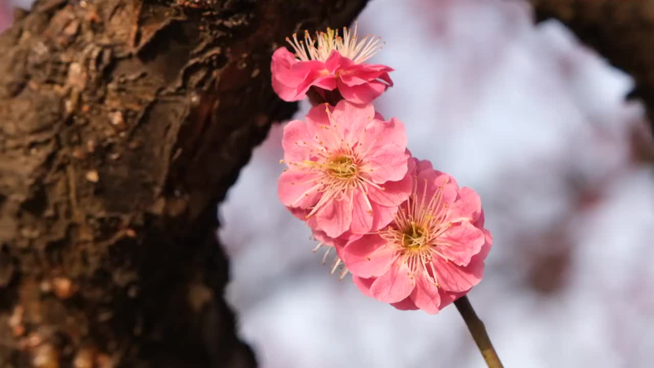 宫粉梅枝头开放视频素材