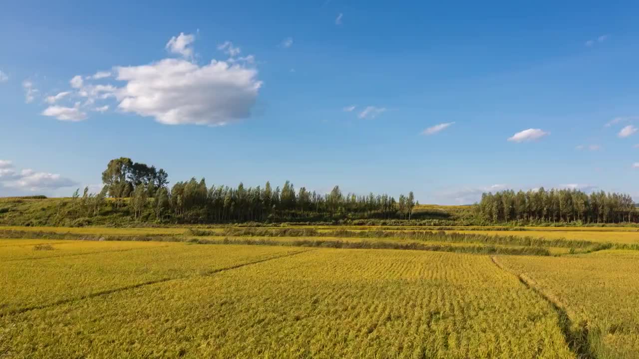 臥龍麥田视频素材