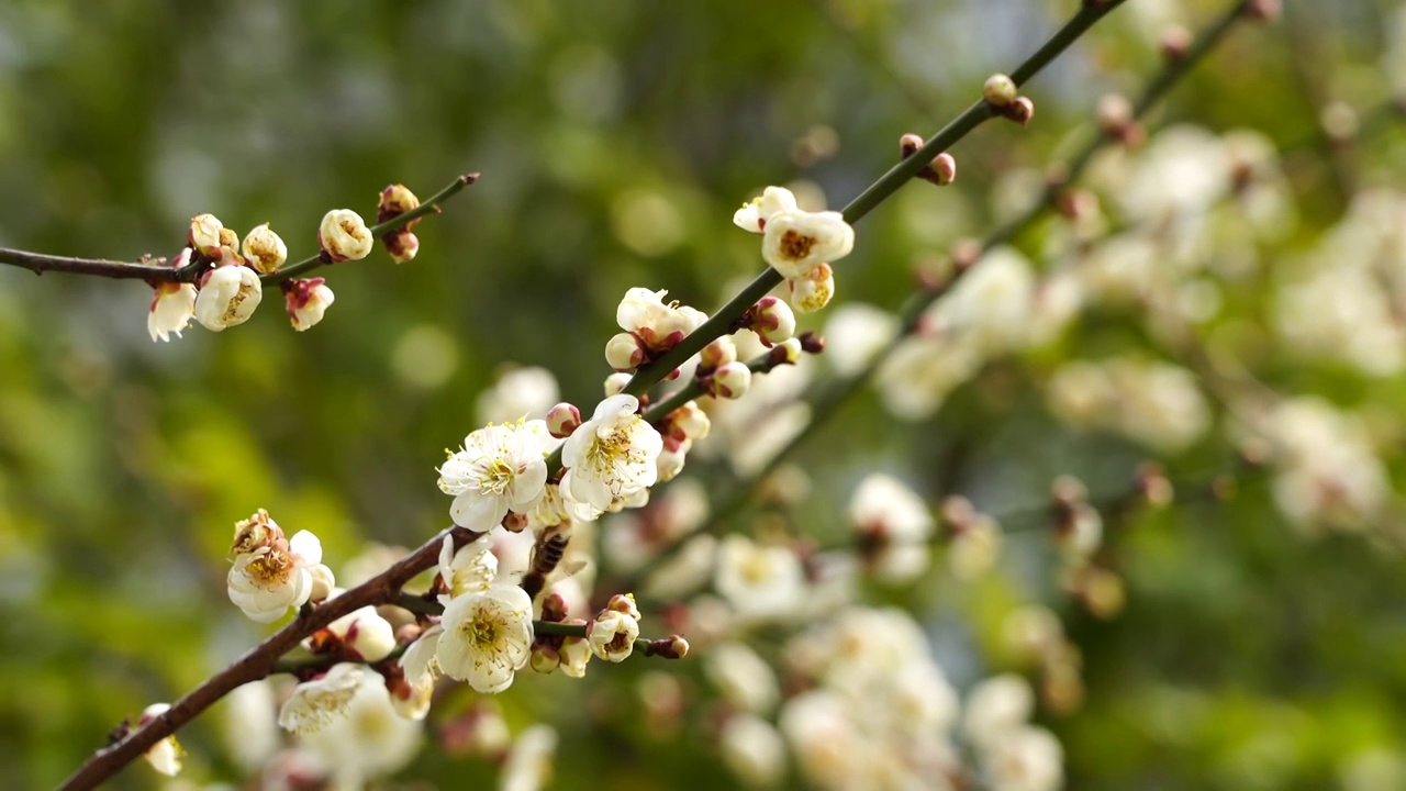 春天梅花盛开，蜜蜂在梅花枝头上采蜜授粉视频素材