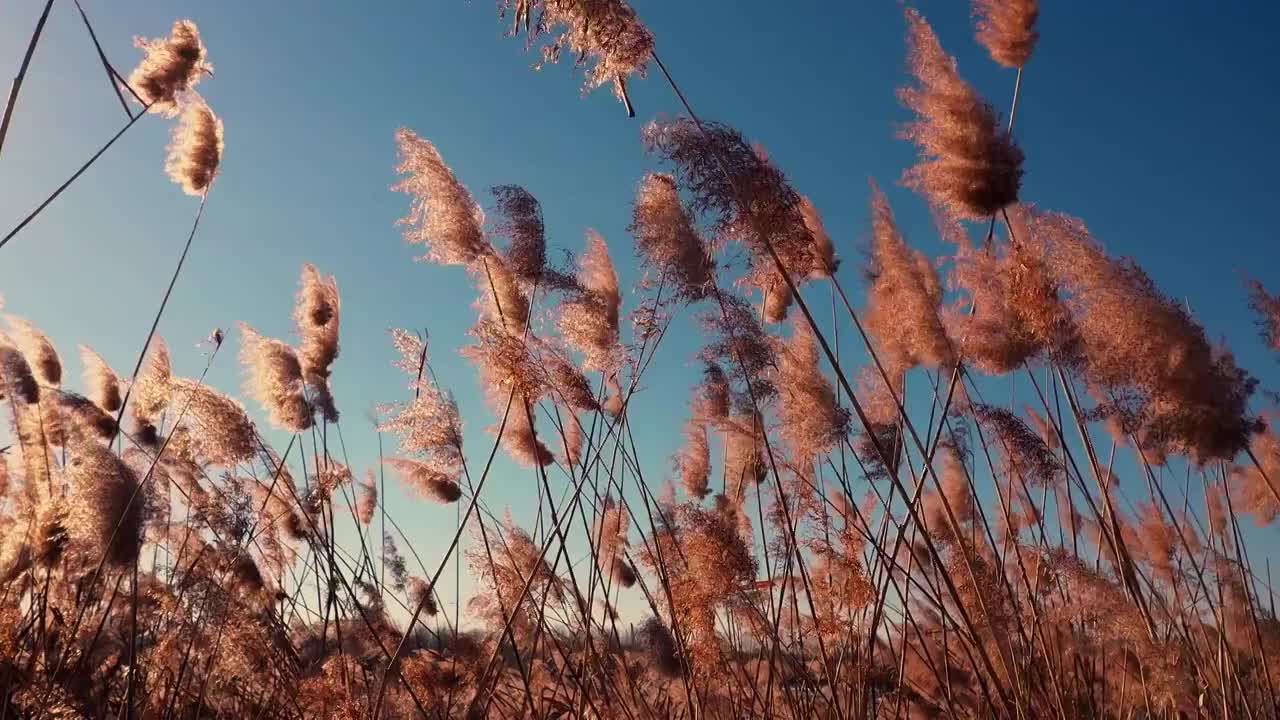 夕阳下的芦苇视频素材