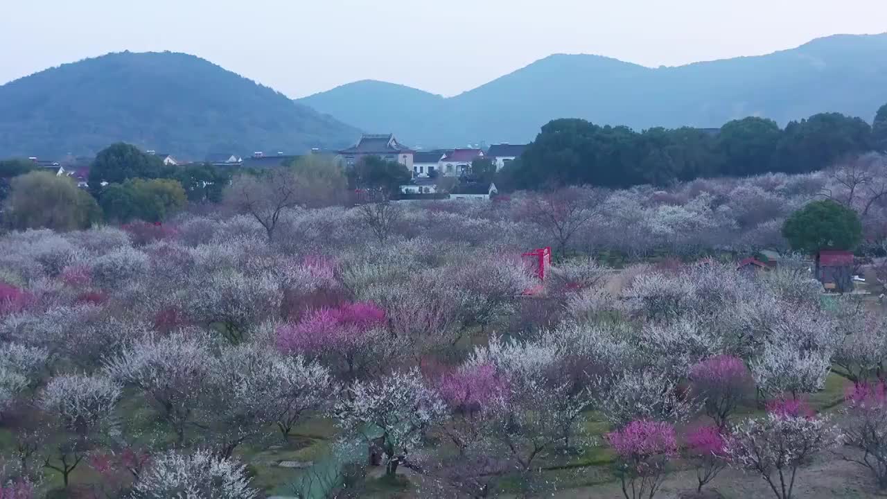 苏州赏梅胜地香雪海梅花盛开视频素材