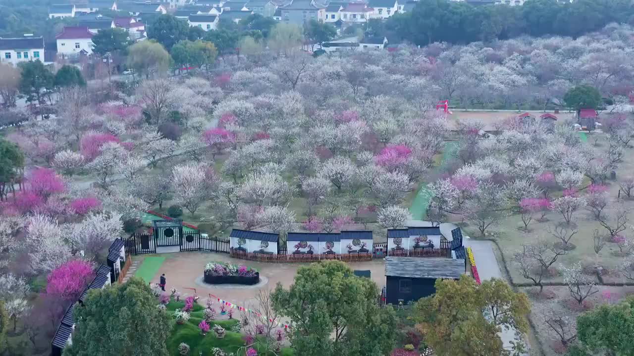 苏州赏梅胜地香雪海梅花盛开视频素材