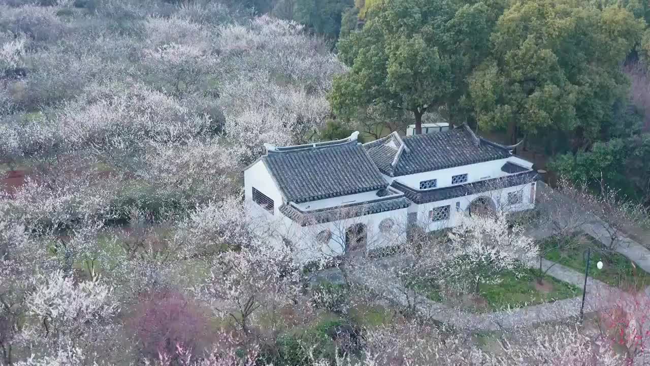 苏州赏梅胜地香雪海梅花盛开视频素材