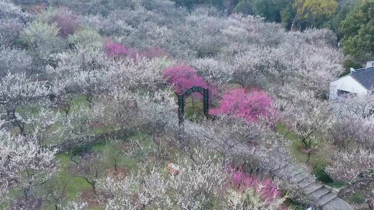 苏州赏梅胜地香雪海梅花盛开视频素材