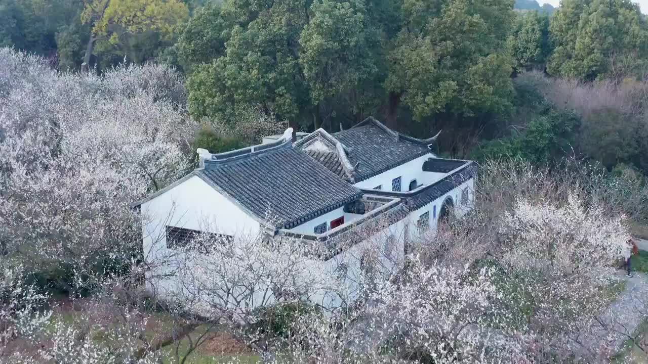 苏州赏梅胜地香雪海梅花盛开视频素材