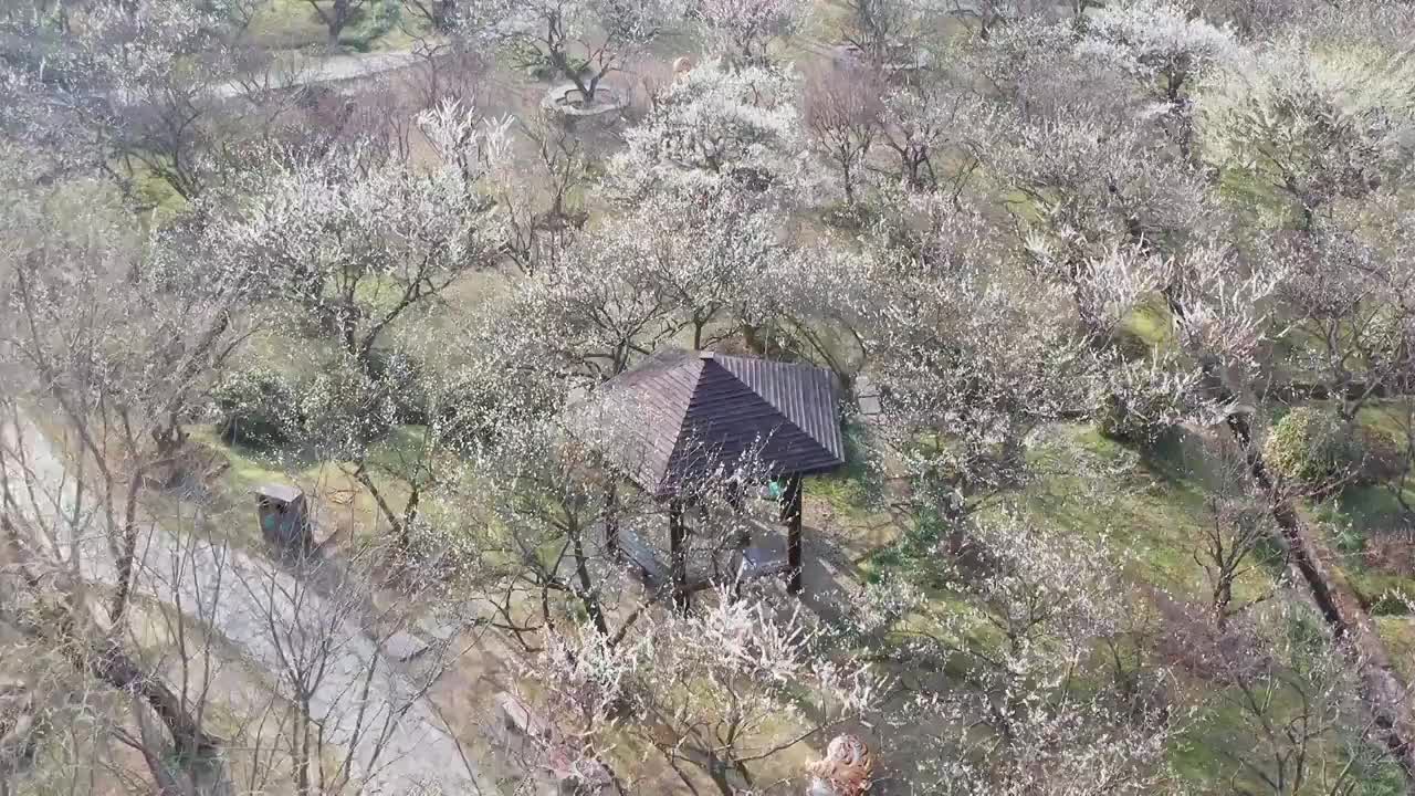 苏州赏梅胜地香雪海梅花盛开视频素材