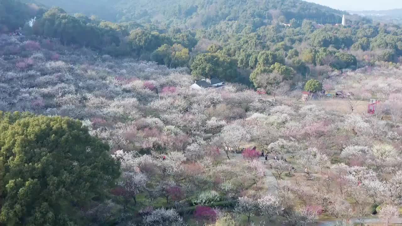 苏州赏梅胜地香雪海梅花盛开视频素材