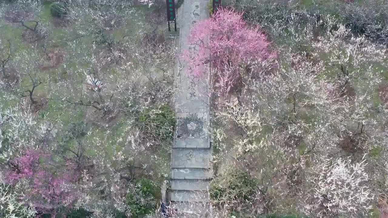 苏州赏梅胜地香雪海梅花盛开视频素材