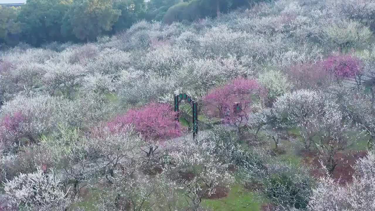 苏州赏梅胜地香雪海梅花盛开视频素材