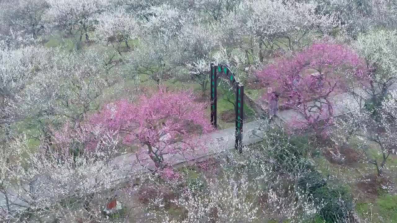 苏州赏梅胜地香雪海梅花盛开视频素材