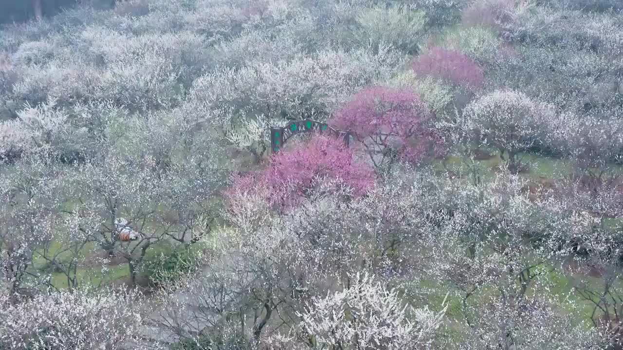 苏州赏梅胜地香雪海梅花盛开视频素材