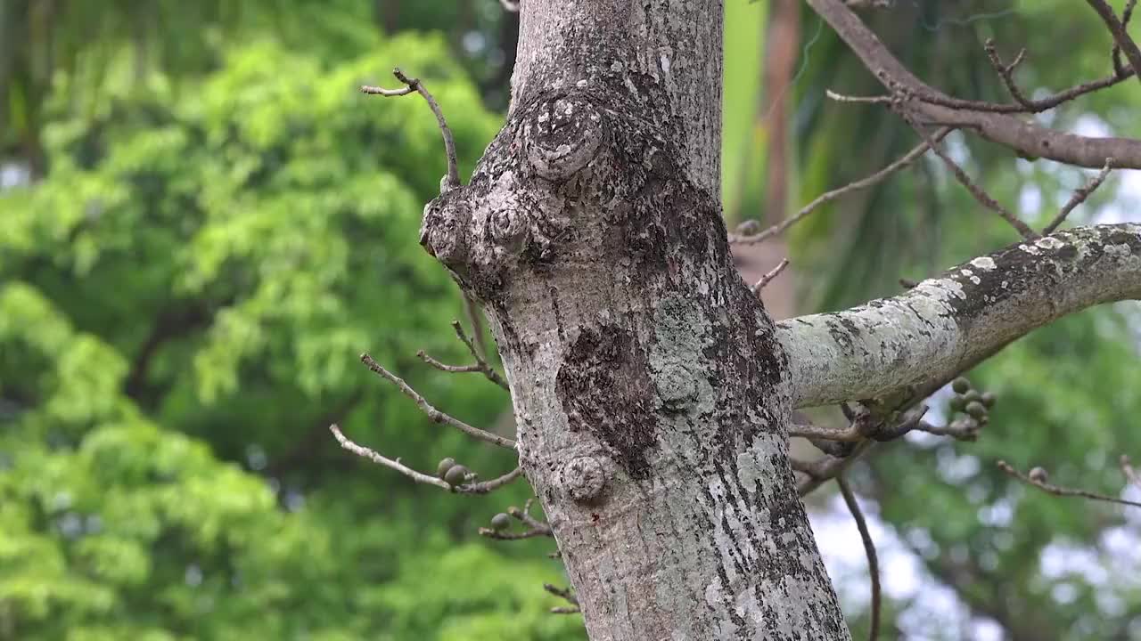 两只追逐的小松鼠视频素材