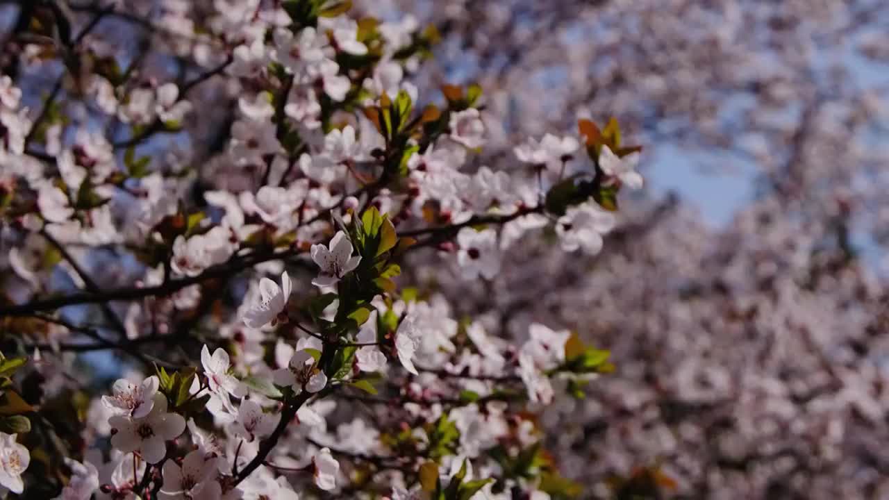 四川省绵阳市户外红叶李花，季节，春天，自然视频素材