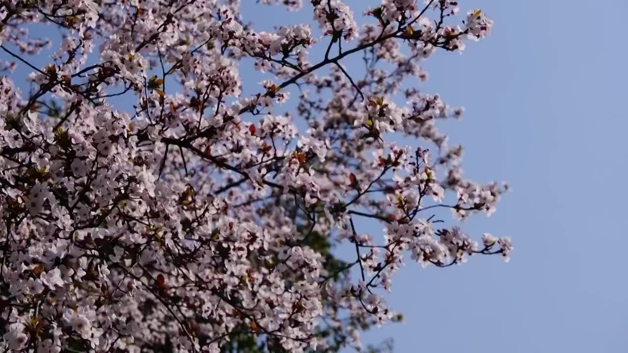 四川省绵阳市户外红叶李花，季节，春天，自然视频素材