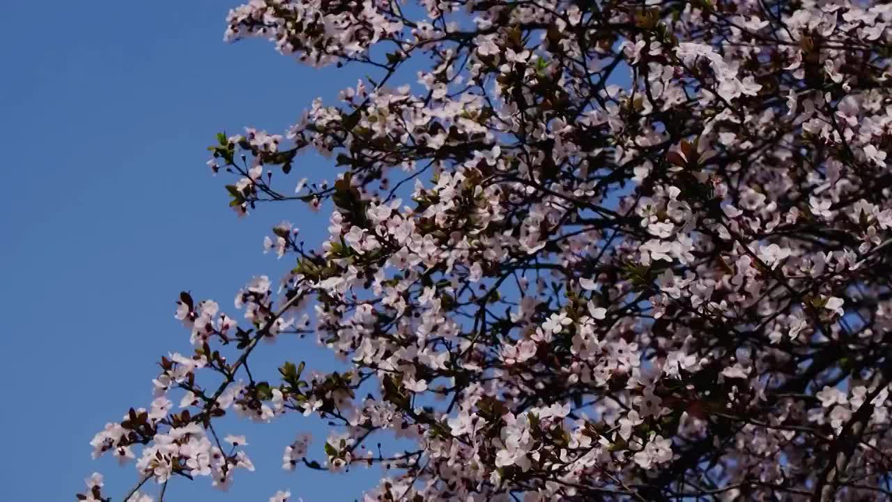 四川省绵阳市户外红叶李花，季节，春天，自然视频素材