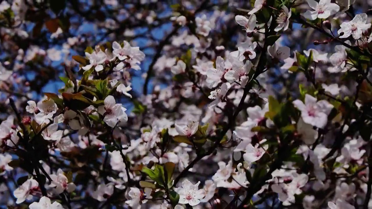 四川省绵阳市户外红叶李花，季节，春天，自然视频素材