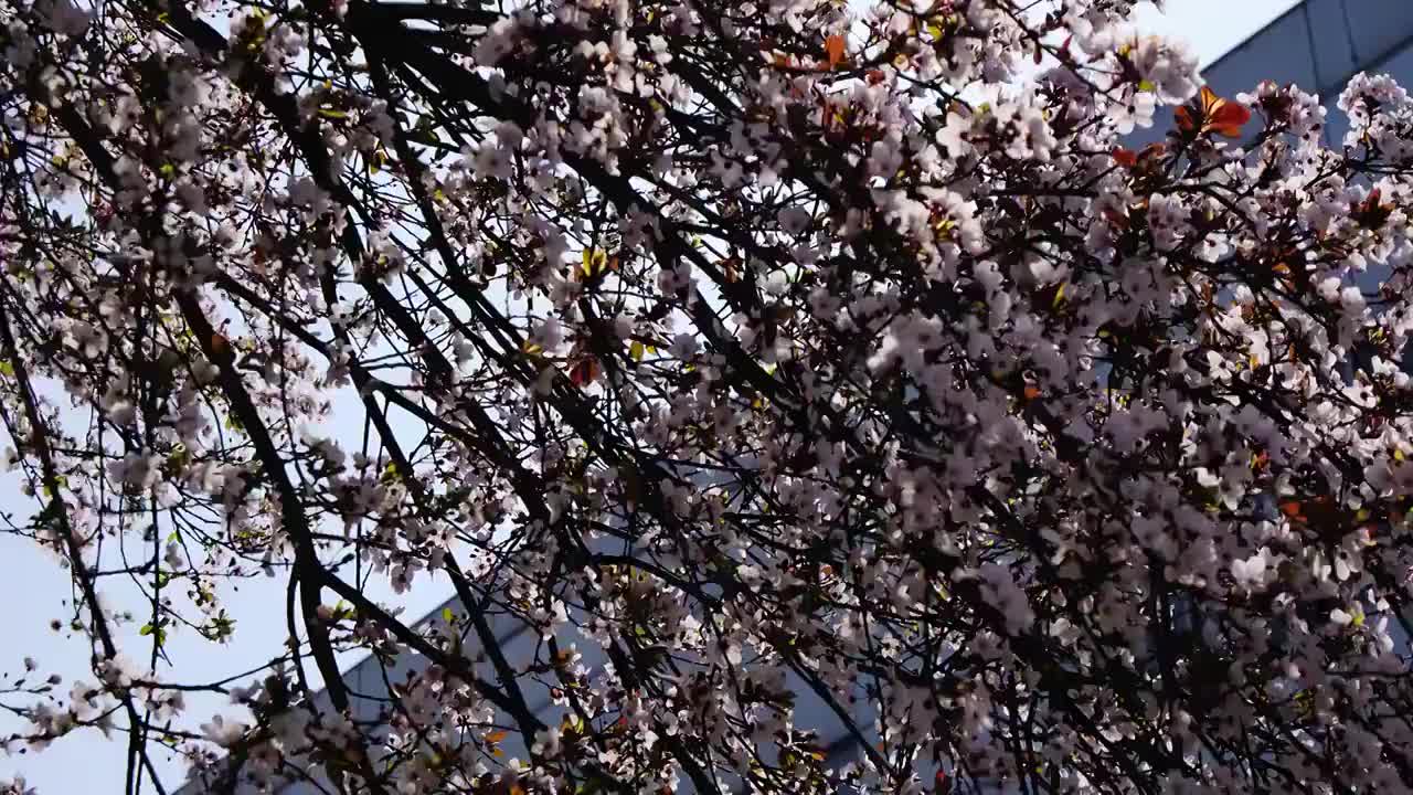 四川省绵阳市户外红叶李花，季节，春天，自然视频素材