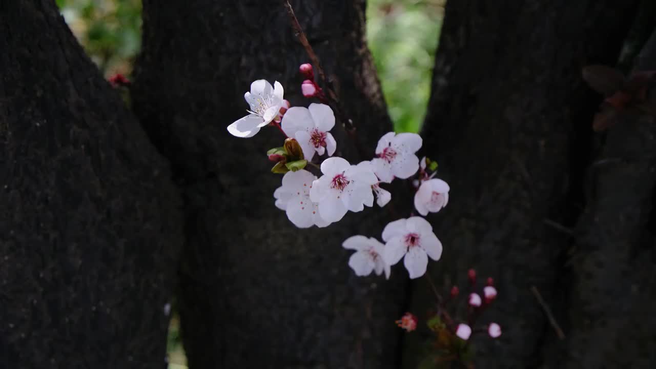 四川省绵阳市户外红叶李花，季节，春天，自然视频素材