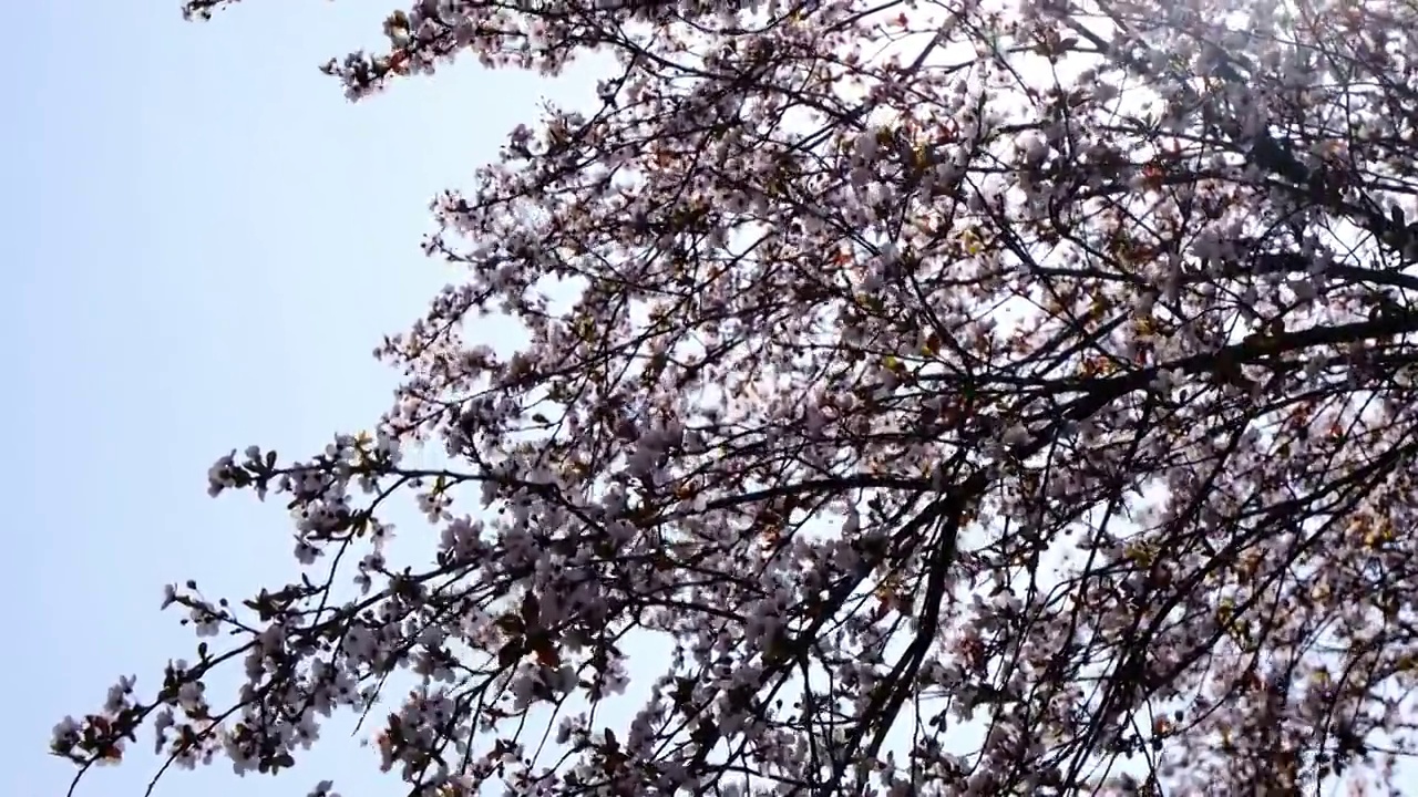 四川省绵阳市户外红叶李花，季节，春天，自然视频素材