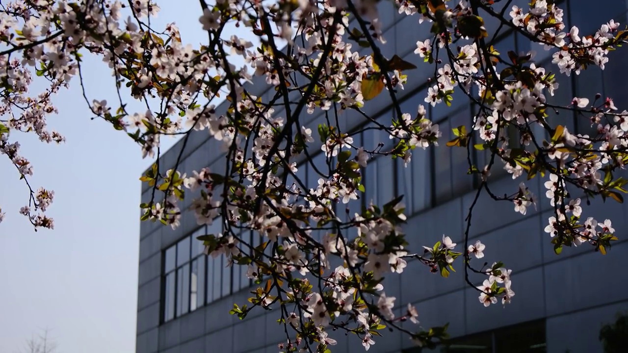 四川省绵阳市户外红叶李花，季节，春天，自然视频素材