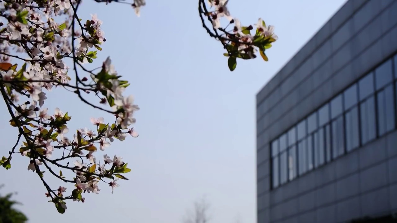 四川省绵阳市户外红叶李花，季节，春天，自然视频素材