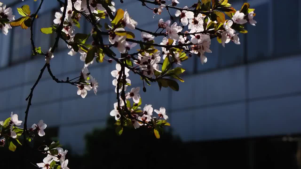 四川省绵阳市户外红叶李花，季节，春天，自然视频素材