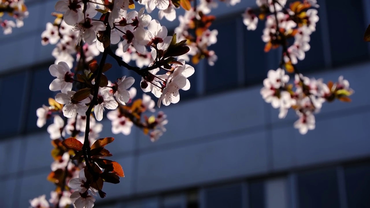 四川省绵阳市户外红叶李花，季节，春天，自然视频素材