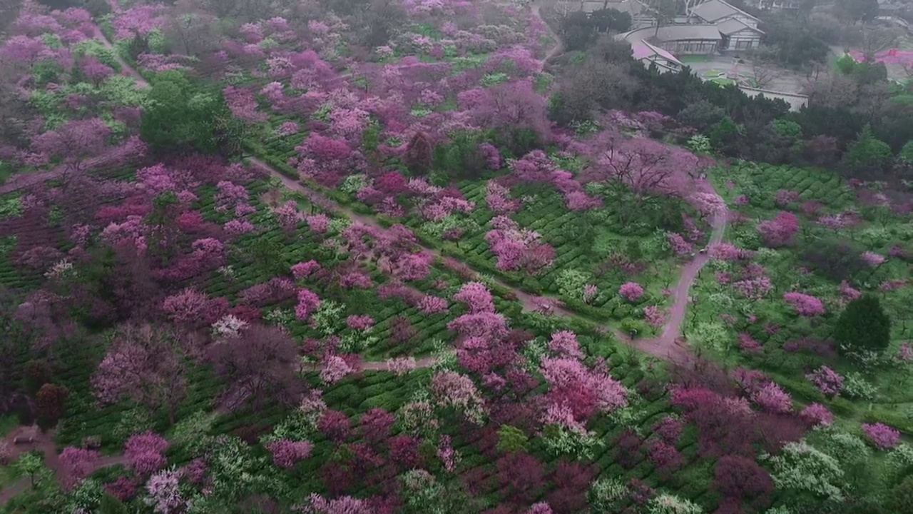 春天的梅花山视频素材